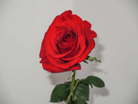 Sleepy rose beautyの写真素材