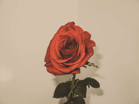 Sleepy rose beautyの写真素材