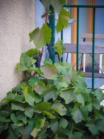 Sleepy rose beautyの写真素材