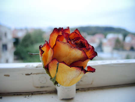 Sleepy rose beautyの写真素材