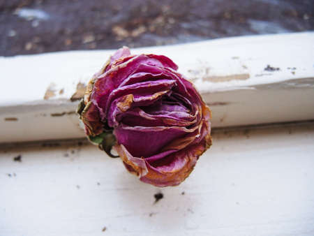 Sleepy rose beautyの写真素材