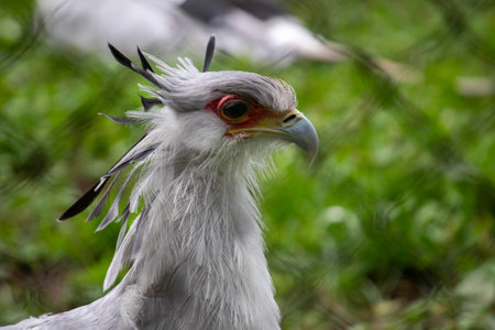 Secretary bird (Sagittarius serpentarius) close up portraitの写真素材