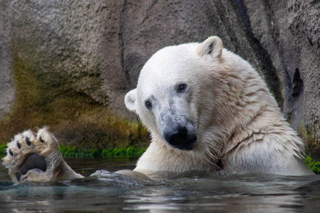 Polar bear (Ursus maritimus) in the waterの写真素材