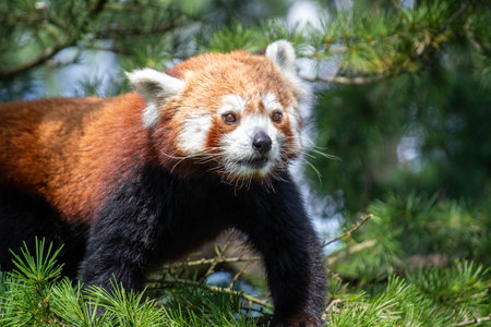 Red panda (Ailurus fulgens) in the forest