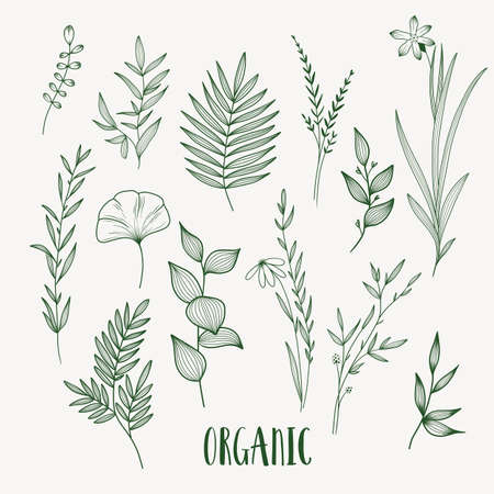 Plant nature hand drawn set. Collection botanical element.のイラスト素材
