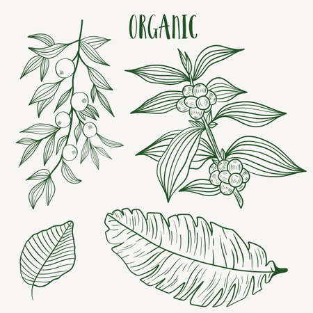 Plant nature hand drawn set. Collection botanical element.のイラスト素材