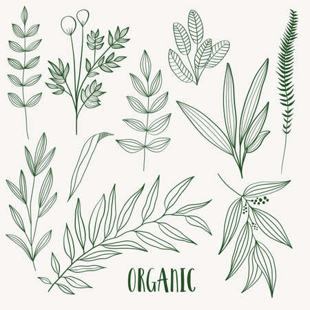 Plant nature hand drawn set. Collection botanical element.のイラスト素材