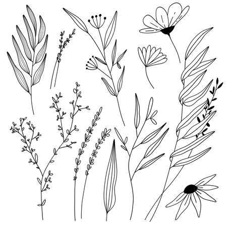 Plant nature hand drawn set. Collection botanical element.のイラスト素材