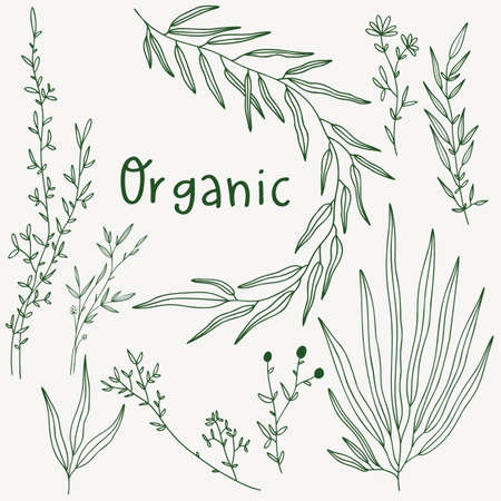 Plant nature hand drawn set. Collection botanical element.のイラスト素材