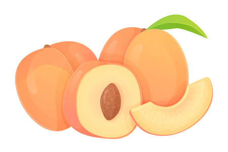 Collection of peaches in different shapes, slice, half with seed, whole fruit. Can be used for healthy diet, harvest natural eco food concept. Stock vector illustration in realistic cartoon style.のイラスト素材
