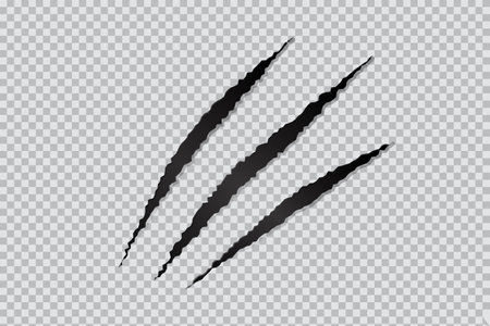 Three cat scratches on transparent background.のイラスト素材