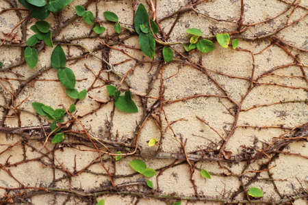 The Green Creeper Plant on a White Wall Creates a Beautiful の写真素材