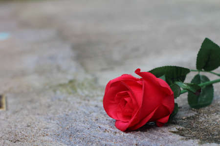 Flower in the gardenの素材