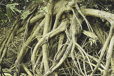 Deep in the forestの素材