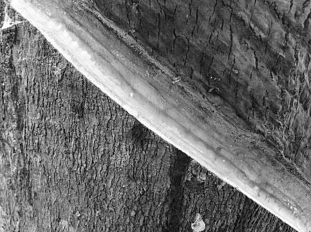 Wood old