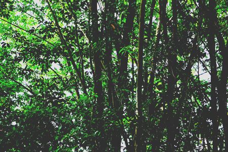 Tree backgroundの素材
