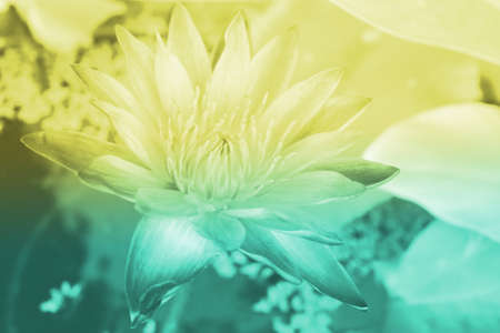 Background blurの素材