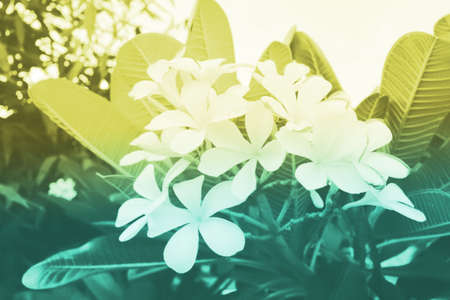 Background blurの素材