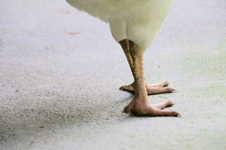 Chicken legsの素材