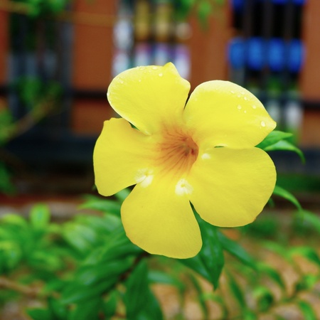 Flowers in the garden