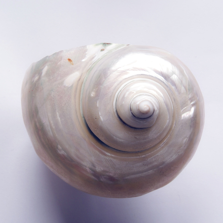 spiral shells
