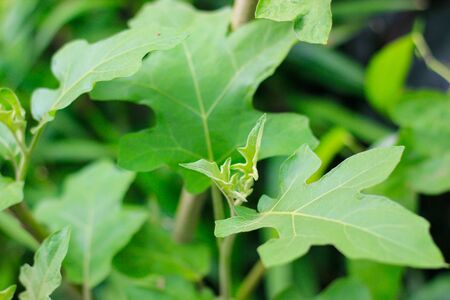 Treetop Green Leaves of eggplantの写真素材