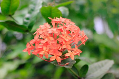 Red spike flowers in garden on green blur backgroundの写真素材
