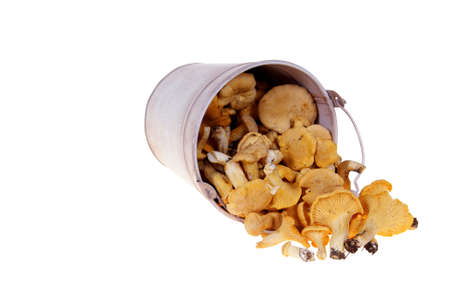 pail with poured out chanterelles isolated on white backgroundの写真素材