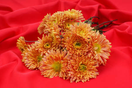bunch of orange asters on red backgroundの写真素材