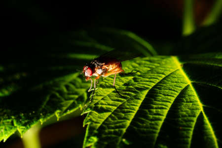 small colourful fly on green leaf nettleの写真素材