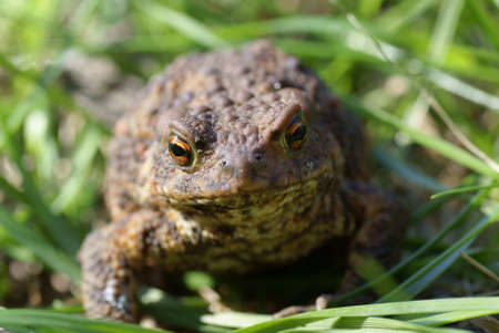 big  brown toad sitting on green grassの写真素材
