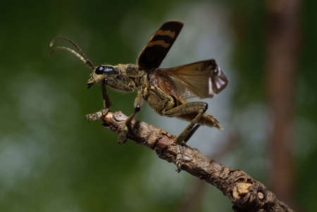 brown ribbed beetle on branch in forestの写真素材