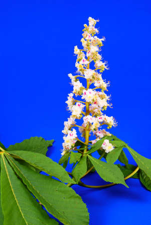 chestnut flower and leaf on blue backgroundの写真素材