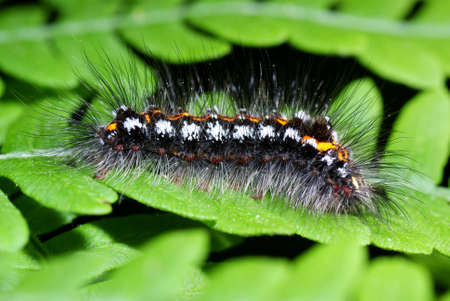 
shaggy colourful caterpillar on green fern in forestの写真素材