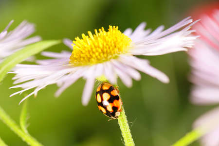 black speckled ladybird on green flower stem 