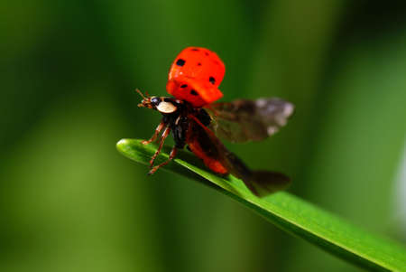  red speckled   ladybird on green grass