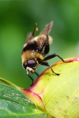 fly on bud flowers on green background