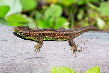 green- brown lizard on tree in forest