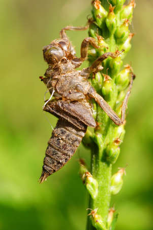 moult of dragonfly on the green stalkの写真素材