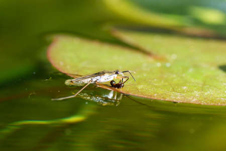 little water spider standing on the waterの写真素材