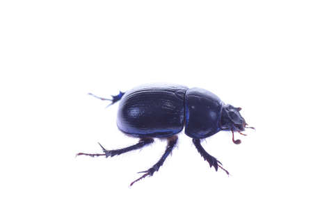 big blue dung beetle on white backgroundの写真素材