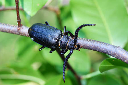 black large  beetle on branch as backgroundの写真素材