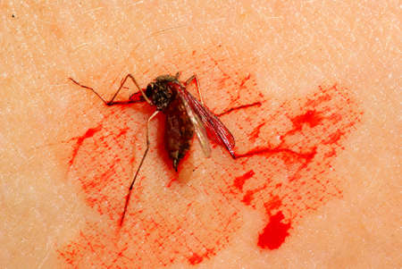 dead the mosquito on skin in stain of bloodの写真素材