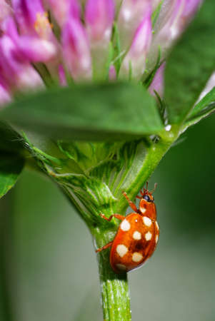 brown speckled  ladybird on clover stemの写真素材