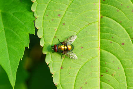 small colourful fly on  green leaf backgroundの写真素材