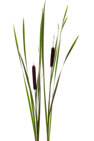 big brown cattails stands on white backgroundの写真素材