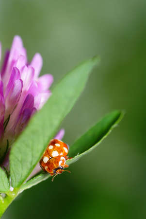 brown speckled  ladybird on clover leafの写真素材