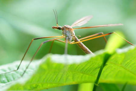  big mosquito sit on green  raspberry bushの写真素材