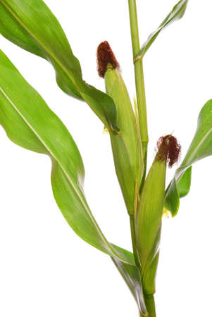 big corn on stem on white backgroundの写真素材