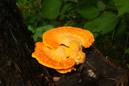 orange mushroom poisonous grow on stump treeの写真素材